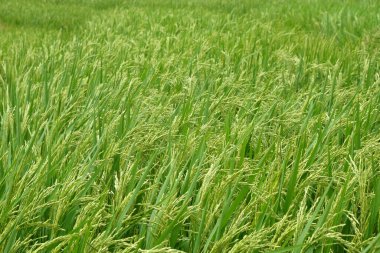 Pirinç bitkileri rüzgarda savruluyor. Grafik tasarımı, 3D görüntüleme veya afiş arka planı için