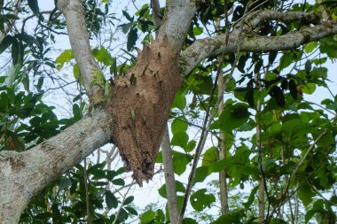 Ağaçta asılı karınca yuvası. Ekoloji ve çevre kavramı. Kahverengi karınca yuvası. Grafik tasarımı için, 3 boyutlu biçimlendirme veya pankart arkaplanı