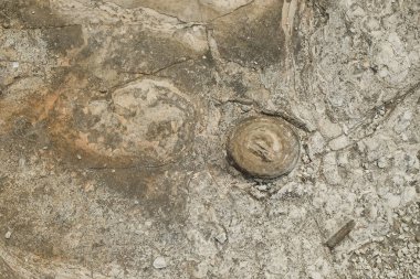 Kireçtaşı yüzeyinin soyut desen ve doku arkaplanı. Grafik tasarımı için, 3 boyutlu biçimlendirme veya pankart arkaplanı