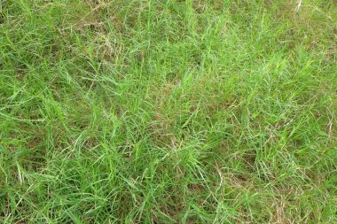 Yeşil çimen deseni ve doku arkaplanı. Ekoloji ve çevre konsepti. Grafik tasarımı için, 3D canlandırma veya afiş arkaplanı