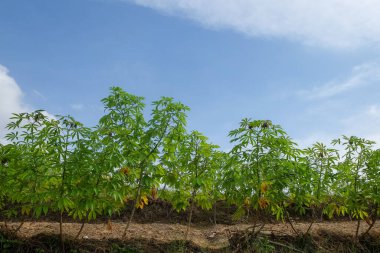 Yeşil yapraklı bir sıra çınar ağacı arkaplanı. Grafik tasarımı, 3D görüntüleme veya afiş arkaplanı için.