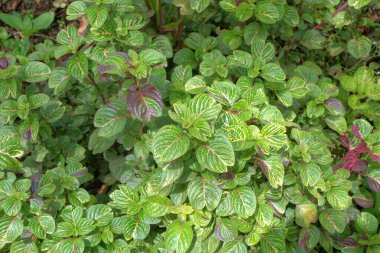 Iresine bitkisinin ya da Herbst 'ün kanlı yapraklarının soyut desen ve doku arkaplanı. Ekoloji ve çevre kavramı. Grafik tasarımı için, 3 boyutlu biçimlendirme veya pankart arkaplanı