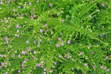 Bahçede yapraklar ve çiçek yaprakları ya da kupa hipofiz çiçekleri. Çiçekler ve bahçe için küçük yapraklar. Ekoloji ve çevre konsepti. Grafik tasarımı için, 3 boyutlu biçimlendirme veya pankart arkaplanı