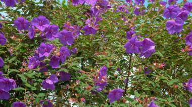 Parlak çalı çiçeği veya Pleroma urvilleanum mor rengi. Süslü bitkiler için çiçekler. Grafik tasarımı için, 3B görüntüleme ve pankart arkaplanı