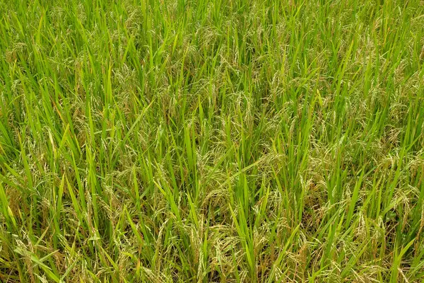 Pirinç tarlalarındaki sarı pirincin soyut desen ve doku arkaplanı. Grafik tasarımı için, 3 boyutlu tasarım veya afiş arkaplanı