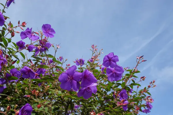 Glory çalılığını kapat ya da Pleroma urvilleanum mor rengini. Süslü bitkiler için çiçekler. Grafik tasarımı için, 3B görüntüleme ve pankart arkaplanı
