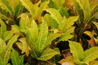 Arka plan deseni ve kroton yapraklarının dokusu sarı renkte. Süslü bitkiler için Croton ağacı. Grafik tasarımı için, 3B görüntüleme ve pankart arkaplanı