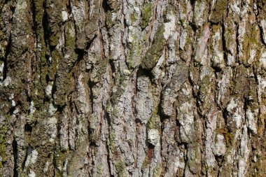 Çam ağacı kabuğu soyut desen ve doku arkaplanı. Ekoloji ve çevre konsepti. Grafik tasarımı için, 3D canlandırma ve afiş arkaplanı