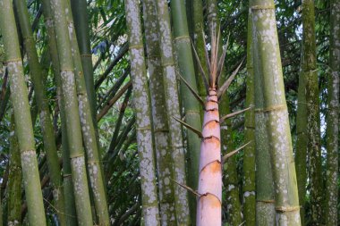 Bambu filizleri olgun bambu filizleri arasında uzuyor. Grafik tasarımı için, 3 boyutlu biçimlendirme veya pankart arkaplanı