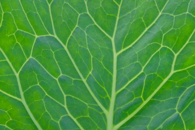 Lahana yaprağı yeşili desen ve doku arka planı. Grafik tasarımı için, 3 boyutlu tasarım veya afiş arkaplanı