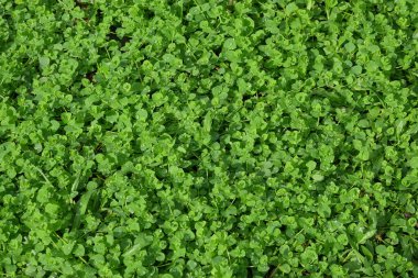 Islak yeşil çimen deseni ve doku arka planı. Ekoloji ve çevre konsepti. Grafik tasarımı için, 3D görüntüleme ve afiş arkaplanı