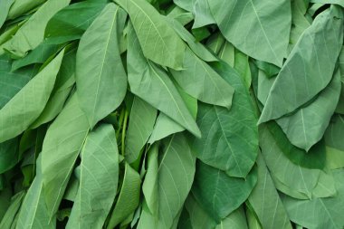 Cassava yaprakları yığınının yeşil desen ve dokusu. Tarım endüstrisi kavramı. Grafik tasarımı için, 3D canlandırma ve afiş arkaplanı