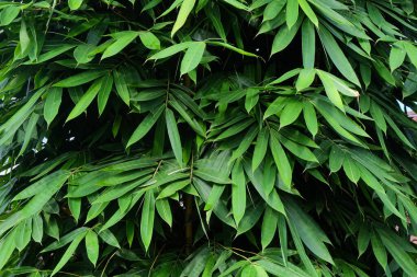 Bambu yeşil desenli ve desenli arka plan bırakır. Bambu yaprakları taze yeşile benzer. Ekoloji ve çevre kavramı. Grafik tasarımı, 3D görüntüleme ve pankart arkaplanı