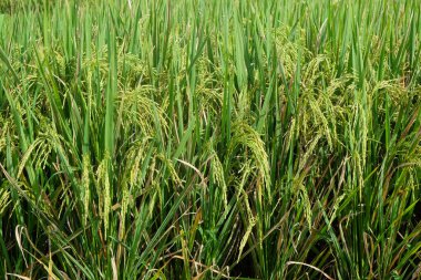 Pirinç tohumları pirinç tarlalarında sararmaya başlıyor. Grafik tasarımı için, 3 boyutlu yorumlama ve afiş arka planı.