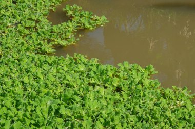 Gölette bir grup su marulu ya da Pistia stratiyotu. Ekoloji ve çevre konsepti. Grafik tasarımı için, 3B görüntüleme ve pankart arkaplanı
