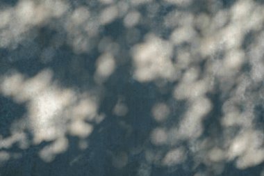 Beton duvardaki yaprak gölgelerinin arkaplan deseni ve dokusu. Grafik tasarımı için, 3B görüntüleme ve pankart arkaplanı