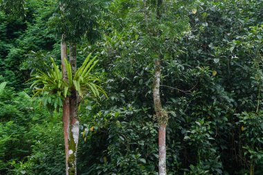 Eğreltiotlarıyla kaplı ormandaki ağaçlar. Tropikal ormanların doğal bitkileri. Ekolojik ve çevresel kavramlar. Grafik tasarımı için, 3 boyutlu görüntüleme ve pankart arkaplanı