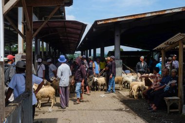 Endonezya 'daki geleneksel hayvan pazarının atmosferi. Keçi, inek ve bufalo pazarı. 5 Mart 2025 'te Wonosobo, Orta Java, Endonezya' da çekildi. Haber yazıları için