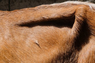 Sıska keçi vücudunu kapatın. Grafik tasarımı için, 3B görüntüleme ve pankart arkaplanı