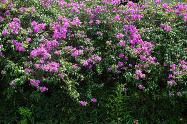 Begonvil bitkilerinden yapılmış bir ev çiti. Pembe çiçekler açıyor. Ekoloji ve çevre kavramı. Grafik tasarımı için, 3B görüntüleme ve pankart arkaplanı