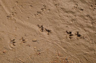 Islak çamurda kuş ayak izleri. Grafik tasarımı için, 3B görüntüleme ve pankart arkaplanı
