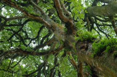 Yeşillik yaprakları olan büyük orman ağacı. Düşük açı atışı. Orman ağacı yosun ve eğreltiotlarıyla kaplı. Ekoloji ve çevre kavramı. Grafik tasarımı için, 3B görüntüleme ve pankart arkaplanı