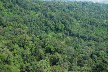 Yoğun ve yeşil tropikal ormanın havadan görünüşü. Doğal yeşil desen ve doku arka planı. Doğal orman bitkileri. Ekoloji ve çevre kavramı. Grafik tasarımı için, 3B görüntüleme ve pankart arkaplanı.