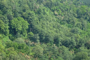 Yoğun ve yeşil tropikal ormanın havadan görünüşü. Doğal yeşil desen ve doku arka planı. Doğal orman bitkileri. Ekoloji ve çevre kavramı. Grafik tasarımı için, 3B görüntüleme ve pankart arkaplanı.