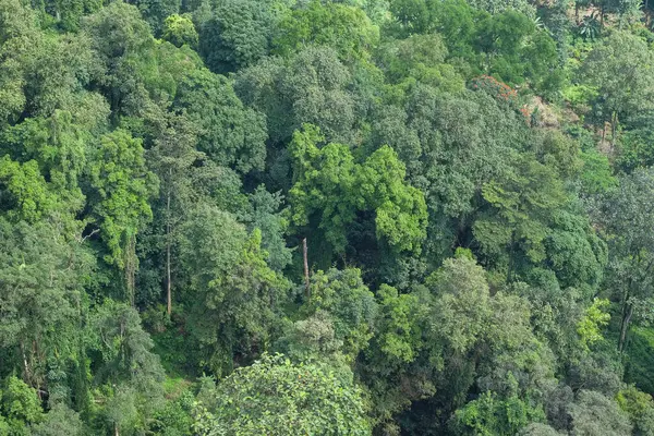 Yoğun ve yeşil tropikal ormanın havadan görünüşü. Doğal yeşil desen ve doku arka planı. Doğal orman bitkileri. Ekoloji ve çevre kavramı. Grafik tasarımı için, 3B görüntüleme ve pankart arkaplanı.
