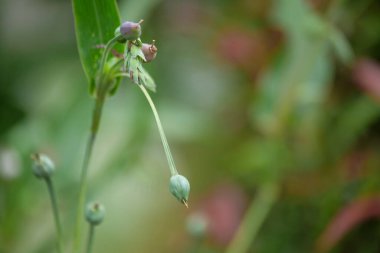 Arpa tohumlarını ya da Bokeh arka planlı bir ağaçtaki Coix lacryma-jobi 'yi kapatın. Grafik tasarımı için, 3B görüntüleme ve pankart arkaplanı