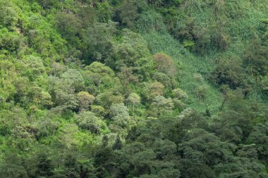 Tropikal yağmur ormanlarında yeşil bitkiler. Ekolojik ve çevresel kavram. Grafik tasarımı için, 3B görüntüleme ve pankart arkaplanı