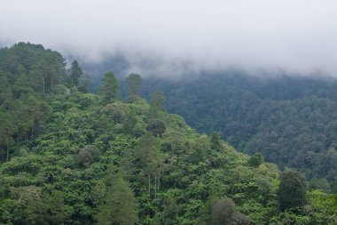 Puslu tropikal yağmur ormanları doğa manzarası. Ekoloji ve çevre kavramı. Grafik tasarımı için, 3B görüntüleme ve pankart arkaplanı