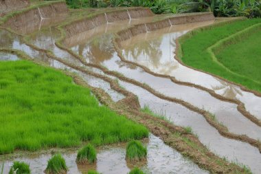 Teraslı pirinç tarlalarının manzarası. Tarım endüstrisi konsepti. Grafik tasarımı için, 3 boyutlu görüntüleme ve pankart arkaplanı