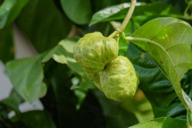 Non-i meyveyi ya da ağaçtaki Morinda Sitrifolia 'yı kapat. Bitkisel ilaçlar için. Ekolojik ve çevresel kavram. Grafik tasarımı, pankart arkaplanı ve 3B oluşturma için