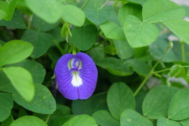 Asya güvercin kanatları çiçeğini ya da yeşil yapraklı mor renkli klitoria ternateasını kapatın. Tırmanma tesisi. Grafik tasarımı için, 3B görüntüleme ve pankart arkaplanı