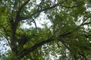Yemyeşil yaprakları olan demirhindi ağacının alçak açılı görüntüsü. Ekoloji ve çevre kavramı. Yeşil yaprakların ve dokuların arka planı. Grafik tasarımı için, 3B görüntüleme ve pankart arkaplanı.