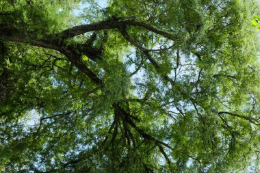 Yemyeşil yaprakları olan demirhindi ağacının alçak açılı görüntüsü. Ekoloji ve çevre kavramı. Yeşil yaprakların ve dokuların arka planı. Grafik tasarımı için, 3B görüntüleme ve pankart arkaplanı.
