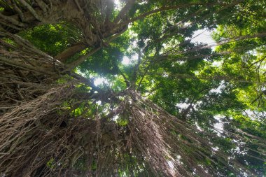 Güneş ışığı, tropikal yağmur ormanlarının yemyeşil yapraklarından geçer. Uzun banyan ağacı. Ekoloji ve çevre kavramı. Grafik tasarımı için, 3B görüntüleme ve pankart arkaplanı