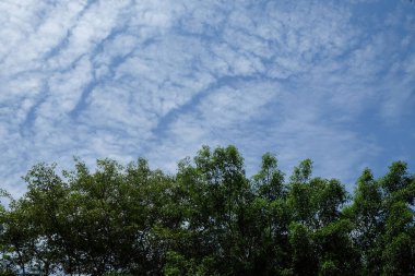 Mavi gökyüzü ve beyaz bulutlu yeşil yaprak ağaçları. Doğal arka plan. Uzayı metin için kopyala. Ekoloji ve çevre kavramı. Grafik tasarımı için, 3B görüntüleme ve pankart arkaplanı