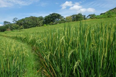 Tepelerde teraslı pirinç tarlaları manzarası. Pilav yemyeşil görünüyor. Tarım endüstrisi konsepti. Grafik tasarımı için, 3 boyutlu görüntüleme ve pankart arkaplanı