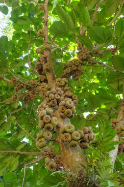 Fil kulaklı incir ağacı ya da incir ağacı ya da meyveli roxbourgh inciri. Düşük açı. Grafik tasarımı için, 3B görüntüleme ve pankart arkaplanı