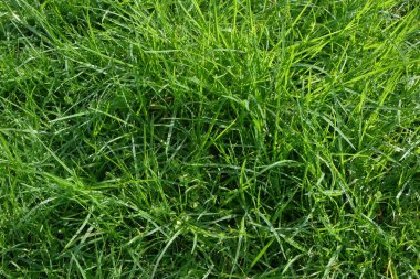 Soyut desenli ve desenli canlı yeşil çimenler. Doğal yeşil çimen dokusu. Grafik tasarımı için, 3B görüntüleme ve pankart arkaplanı