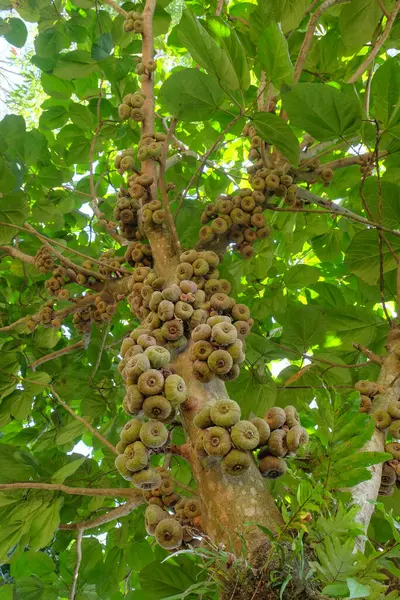 Fil kulaklı incir ağacı ya da incir ağacı ya da meyveli roxbourgh inciri. Düşük açı. Grafik tasarımı için, 3B görüntüleme ve pankart arkaplanı