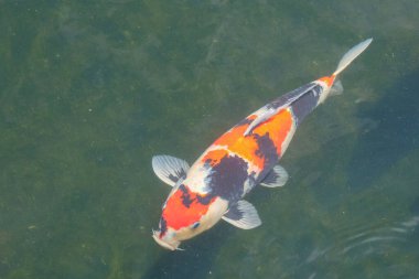 Beyaz ve siyah turuncu çizgili koi balığının balık havuzunda yüzüşünü kapatın. Grafik tasarımı için, 3 boyutlu görüntüleme ve pankart arkaplanı