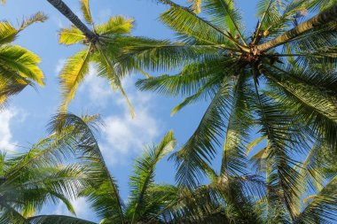 Palmiye yaprakları ve mavi gökyüzü olan tropik bir arka plan. Uzayı metin için kopyala. Yaz tatili konsepti, ekoloji ve çevre. Grafik tasarımı, pankart arkaplanı ve 3B oluşturma için