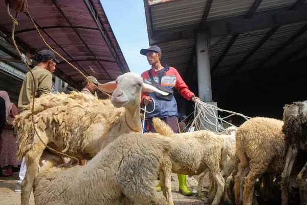 Geleneksel Endonezya hayvan pazarında keçi alıp satma atmosferi. Kurban Bayramı 'nın akrabası. Grafik tasarımı için, 3D görüntüleme ve pankart arkaplanı. 9 Mayıs 2025 'te Wonosobo, Central Java, Endonezya' da çekildi.