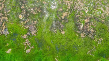 Yerde yetişen yeşil yosun deseni ve deseni. Ekolojik ve çevresel kavram. Grafik tasarımı, pankart arkaplanı ve 3B oluşturma için