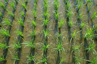 Pirinç tarlasında yeşil pirinç tohumlarının arka plan deseni ve dokusu. Tarım endüstrisi konsepti. Grafik tasarımı için, 3B görüntüleme ve pankart arkaplanı