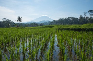 Dağ zeminli pirinç tarlalarının muhteşem manzarası. Endonezya 'nın kırsal atmosferi. Rahatlamak için sakin ve huzurlu. Tarım endüstrisi konsepti. Grafik tasarımı için, 3B oluşturma ve pankart arkaplanı