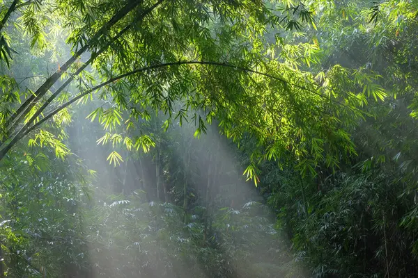 Yoğun bir bambu ormanında sabahları parlayan güneş ışığının görüntüsü. Ekolojik ve çevresel kavram. Yeşil orman yaprakları. Sakin ve huzurlu bir atmosfer. Grafik tasarımı için, 3B görüntüleme ve pankart arkaplanı